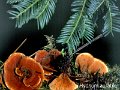 Hydnellum auratile-amf2019